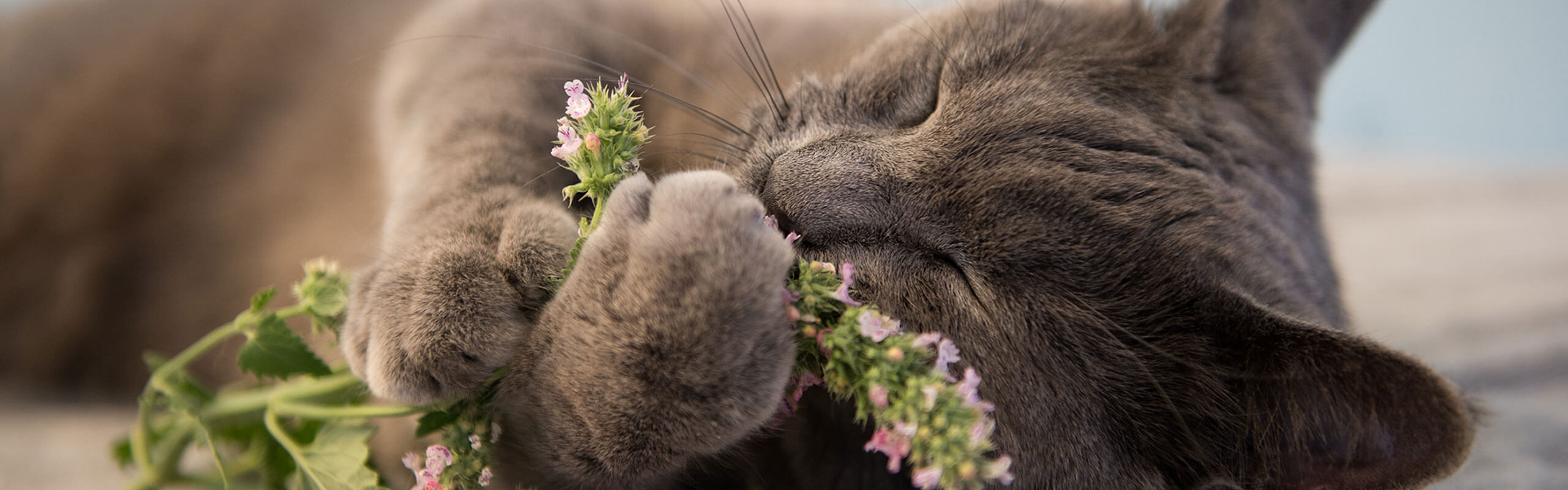 Catnip 猫